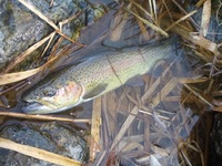 秩父フライフィールド 釣果