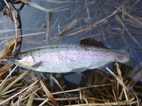 秩父フライフィールド 釣果