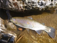秩父フライフィールド 釣果