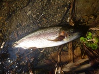 秩父フライフィールド 釣果