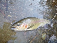 秩父フライフィールド 釣果