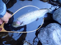 秩父フライフィールド 釣果