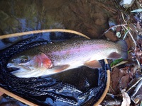 秩父フライフィールド 釣果