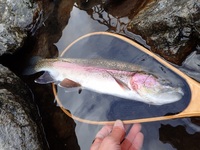 秩父フライフィールド 釣果