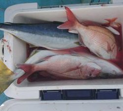 はじめ丸 釣果