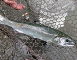 フィッシング サンクチュアリ 釣果