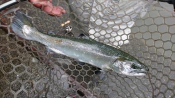 フィッシング サンクチュアリ 釣果