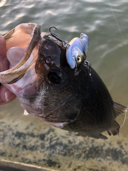 石川のブラックバス管理釣り場『ドリームレイク』初売りでゲットした商品を試してきました【モコ氏連載 vol.5】