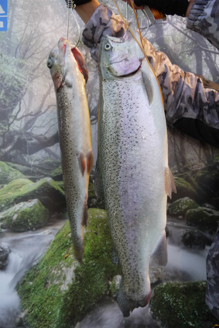 としまえんフィッシングエリア 釣果