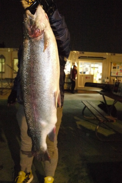 としまえんフィッシングエリア 釣果