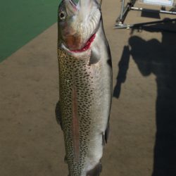 としまえんフィッシングエリア 釣果