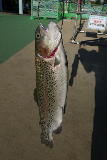としまえんフィッシングエリア 釣果