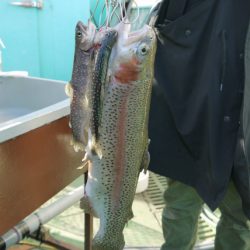 としまえんフィッシングエリア 釣果