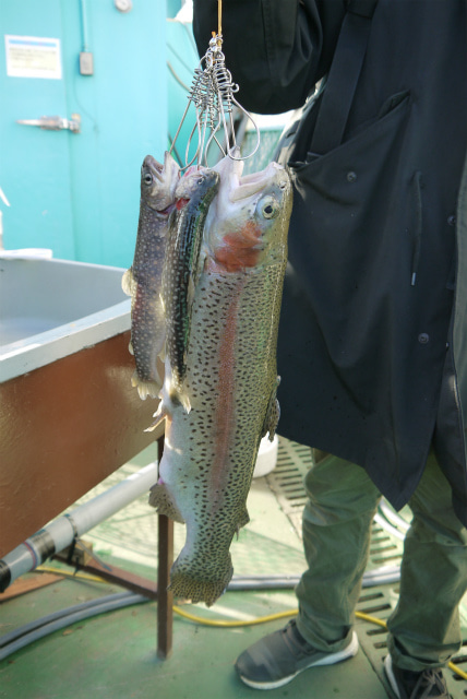 としまえんフィッシングエリア 釣果