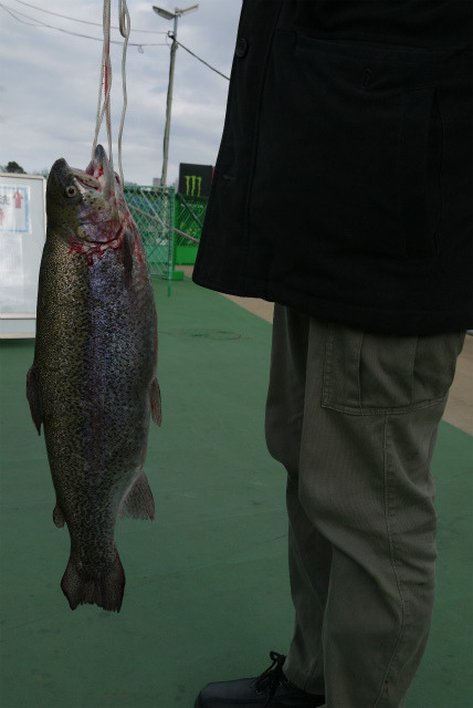 としまえんフィッシングエリア 釣果