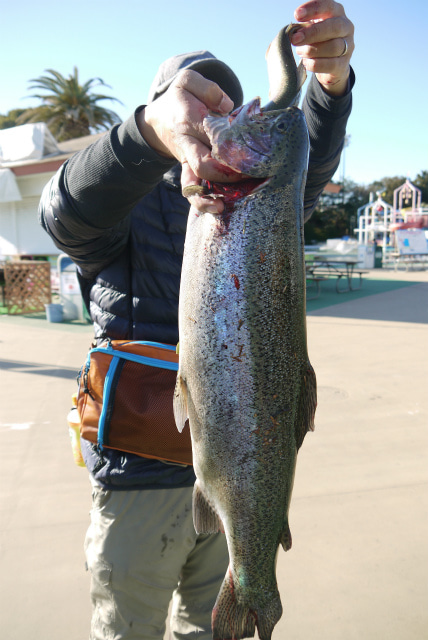 としまえんフィッシングエリア 釣果