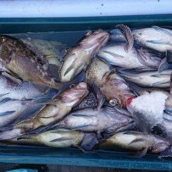 小樽港遊漁船SHAKE 釣果