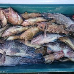 小樽港遊漁船SHAKE 釣果