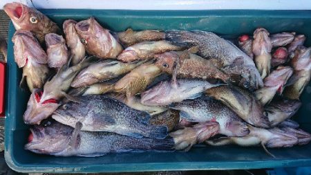 小樽港遊漁船SHAKE 釣果