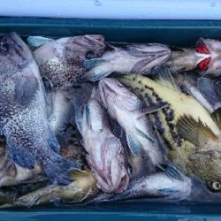 小樽港遊漁船SHAKE 釣果