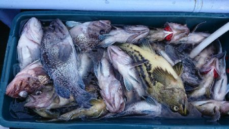 小樽港遊漁船ＳＨＡＫＥ 釣果