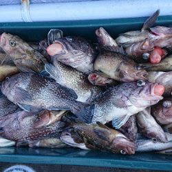 小樽港遊漁船SHAKE 釣果