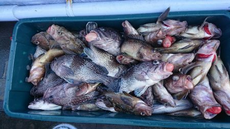 小樽港遊漁船SHAKE 釣果