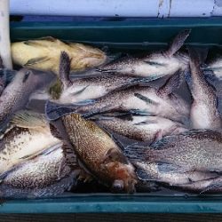 小樽港遊漁船SHAKE 釣果