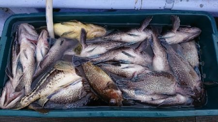 小樽港遊漁船SHAKE 釣果