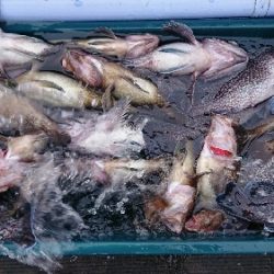 小樽港遊漁船SHAKE 釣果