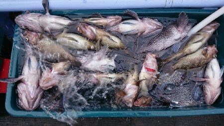 小樽港遊漁船ＳＨＡＫＥ 釣果