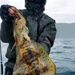 ソルトウォーターガイドフレンズ 釣果