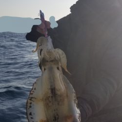 ソルトウォーターガイドフレンズ 釣果