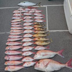 ARCADIAⅡ (アルカディアⅡ) 釣果