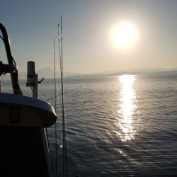 海龍丸(島根) 釣果