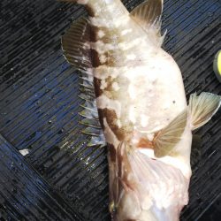 第二龍勢丸 釣果