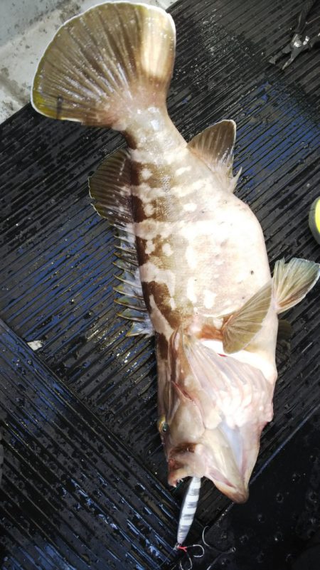 第二龍勢丸 釣果