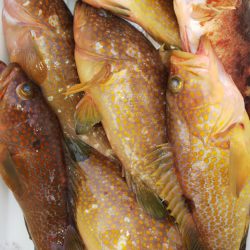 第二龍勢丸 釣果