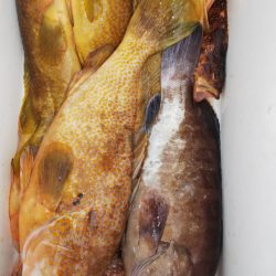 第二龍勢丸 釣果