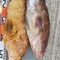 第二龍勢丸 釣果