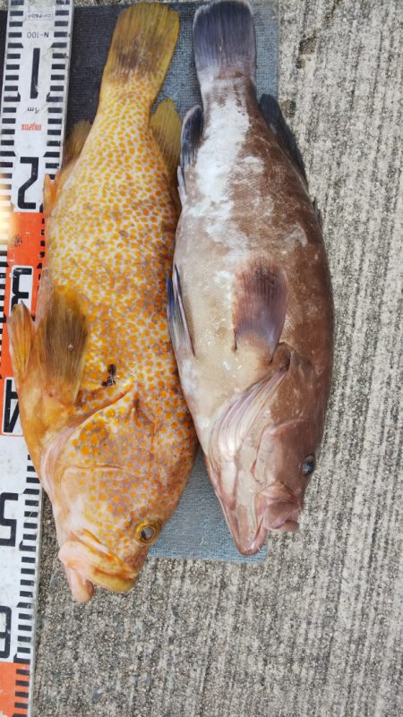 第二龍勢丸 釣果