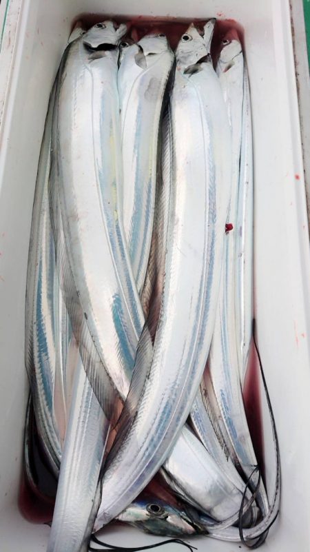 金沢八景鴨下丸 釣果