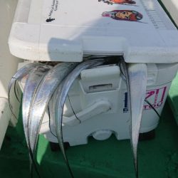 金沢八景鴨下丸 釣果