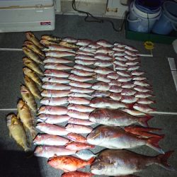 ARCADIAⅡ (アルカディアⅡ) 釣果