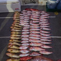 ARCADIAⅡ （アルカディアⅡ） 釣果