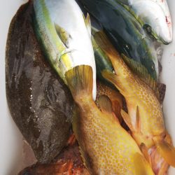 第二龍勢丸 釣果