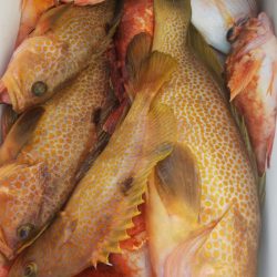 第二龍勢丸 釣果