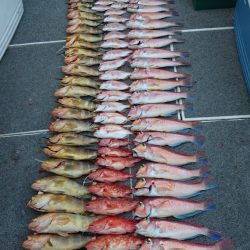 ARCADIAⅡ (アルカディアⅡ) 釣果