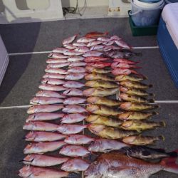 ARCADIAⅡ (アルカディアⅡ) 釣果