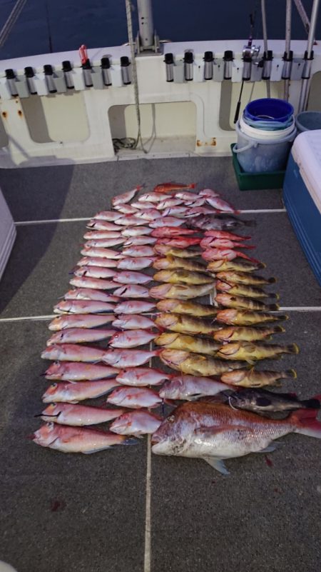 ARCADIAⅡ (アルカディアⅡ) 釣果